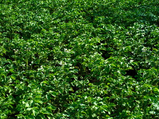 A field of green plants. The field is full of plants and there is no sign of any other plants.