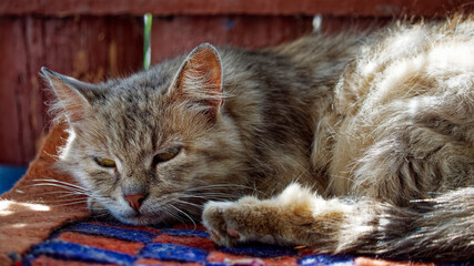 The cat’s ears are erect yet relaxed; its whiskers spread out gracefully, adding to the serene...