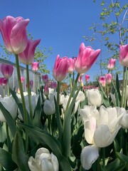 pink and white tulips