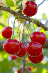 An inviting view of juicy red cherries ready for picking, set against contrasting bright leafy greens.
