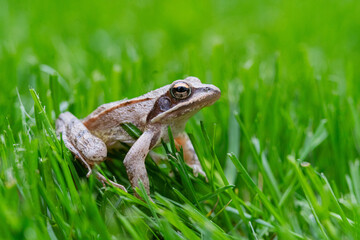 Frog in the green grass in summer