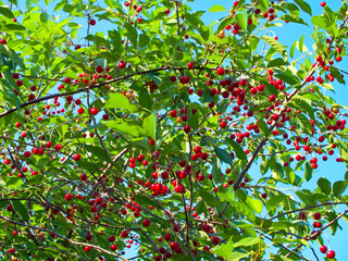 The image showcases an abundance of cherries on tree branches, highlighted by the contrasting green leaves, indicating ripeness and readiness for harvest.