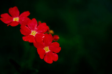 A cluster of radiant red blooms stands out against a dark backdrop, each petal and detail highlighted.