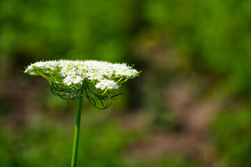 White flowers bloom on a slender green stem, highlighted against the soft focus of lush greenery in the backdrop.