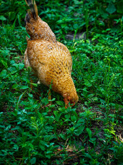 A chicken amidst lush greenery encapsulates rural life.