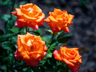 Bright orange roses with lush green foliage, captured in natural light.