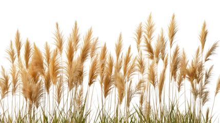 Dry pampas grass or ripe yellow orange golden wheat field summer plant isolated on transparent background. Organic soft dried cereal branches harvest season