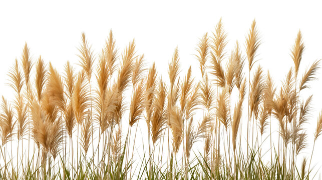Dry pampas grass or ripe yellow orange golden wheat field summer plant isolated on transparent background. Organic soft dried cereal branches harvest season