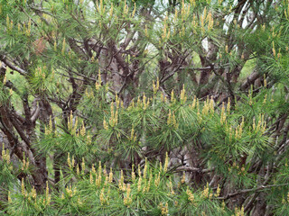 松の花　タギョウショウ