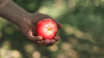Hand presenting fresh red apple with blurred natural background, symbol of health and harvest