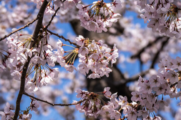 桜咲く五稜郭公園