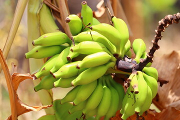 Banana, fruit of the genus Musa, one of the most important fruit crops of the world. - obrazy, fototapety, plakaty