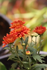 Chrysanthemums, sometimes called mums or chrysanths, are flowering plants of the genus Chrysanthemum in the family Asteraceae. 