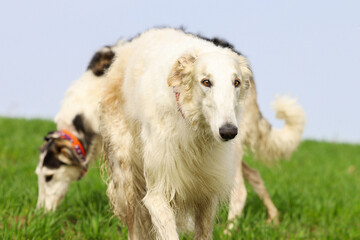 Obraz premium Two Russian greyhounds running across a field during a walk. Active recreation concept with dogs.