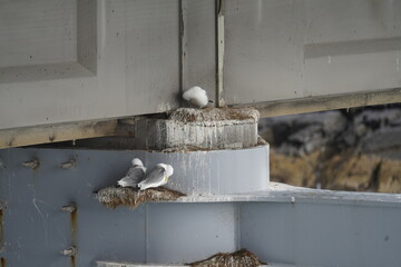 Seagulls sitting in their nests under a bridge on the Atlantic Ocean road