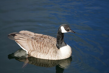 Obraz premium Canada goose taking a swim in the water of Oere marina