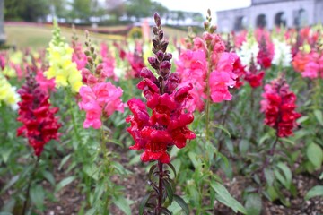 雨に濡れるキンギョソウの花畑 (Antirrhinum majus)