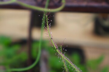小さな虫を捕食するモウセンゴケ (Drosera rotundifolia)