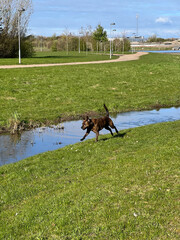 dog running in the field