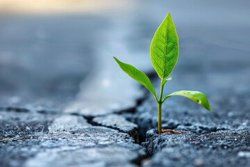 A tiny plant breaking through concrete with vibrant green leaves, representing resilience and growth in the face of adversity. - obrazy, fototapety, plakaty