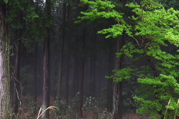 霧が出る深い森の風景
