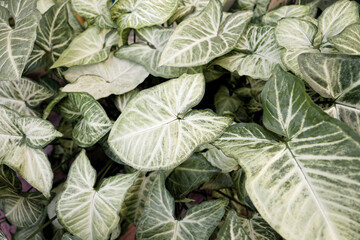 Leaves of the plant syngonium podophyllum for framing and decoration