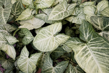 Leaves of the plant syngonium podophyllum for framing and decoration