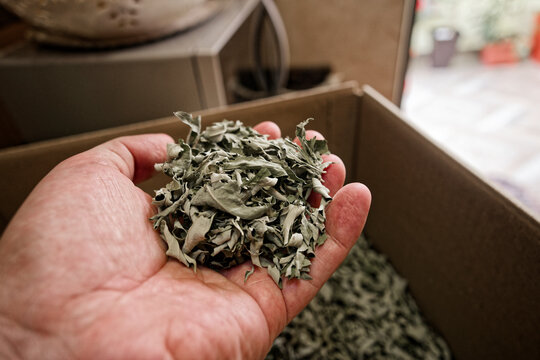 Dry leaves for the mate of the Aloysia polystachya plant, taking a handful of these dry leaves by hand