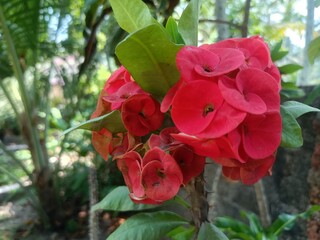 Euphorbia milii, the crown of thorns, Christ plant, or Christ's thorn, is a species of flowering...