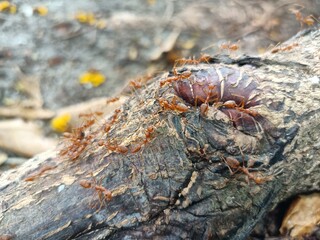 Myrmecia gulosa, the red bull ant, also known as the giant bull ant or 