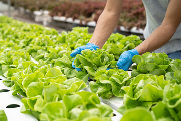 Farmer harvest farm products and fresh vegetables in greenhouse or organic farm for supply chain and delivery to customer hydroponic farm and agriculture for food supply