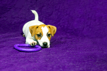 beautiful female puppy with a heart-shaped spot on her face lies on a purple background with a toy. Caring for pets and puppies