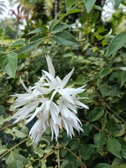 Jasminum subtriplinerve is a species of jasmine, in the family Oleaceae