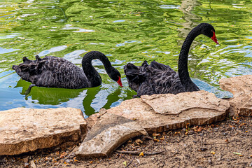 pair of black australian swans in a pond in the park