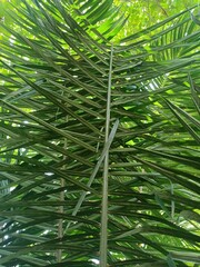 This is a tillering palm, it exhibits saxophone style root growth, keep top third of heel above...