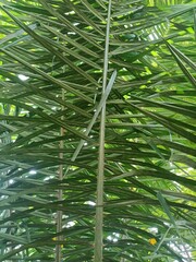 This is a tillering palm, it exhibits saxophone style root growth, keep top third of heel above...