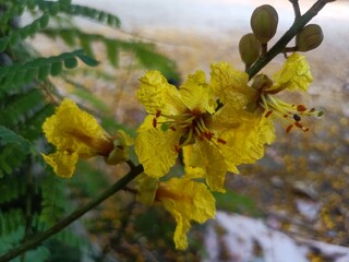 Peltophorum is a genus of 5–15 species of flowering plants in the family Fabaceae, subfamily Caesalpinioideae. The genus is native to certain tropical regions across the world