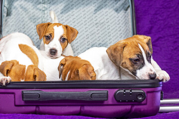 funny Jack Russell puppy sits in a purple suitcase with other puppies. Traveling with pets and puppies