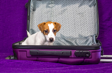 funny Jack Russell puppy sitting in an empty purple suitcase. Traveling with pets and puppies