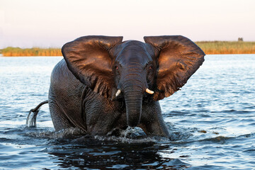 Close encounter with Elephants crossing the Chobe river between Namibia and Botswana in the late afternoon seen from a boat.