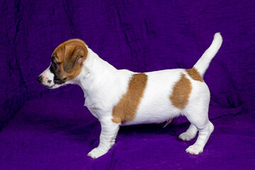 beautiful puppy stands on a purple background. Caring for pets and puppies