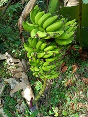 Banana, fruit of the genus Musa, one of the most important fruit crops of the world.