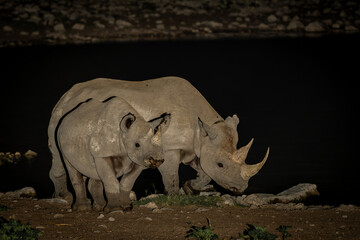Black rhinoceros,  black rhino or hook-lipped rhinoceros (Diceros bicornis) in the night. Black rhino visiting the Okaukuejo waterhole in the night in Etosha National Park in Namibia - obrazy, fototapety, plakaty