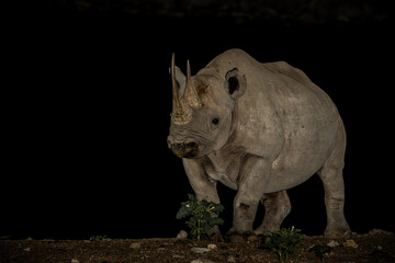 Black rhinoceros,  black rhino or hook-lipped rhinoceros (Diceros bicornis) in the night. Black...