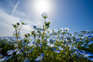 Fototapete bei efototapeten.de bestellen   