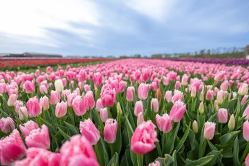 Fotobehang field of tulips © Carin
