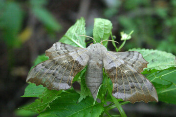 moth on leaf
