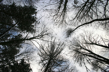 silhouette of a tree