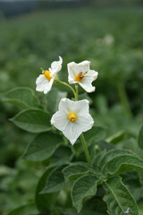 white flower in the garden potato