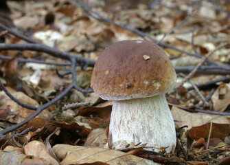 mushroom in the forest